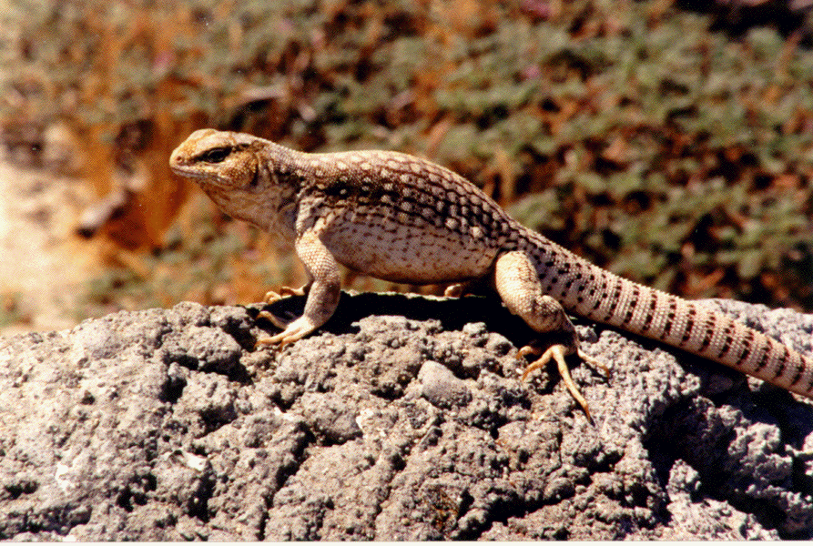 desert iguana