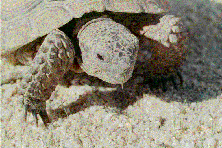 juvenile tortoise