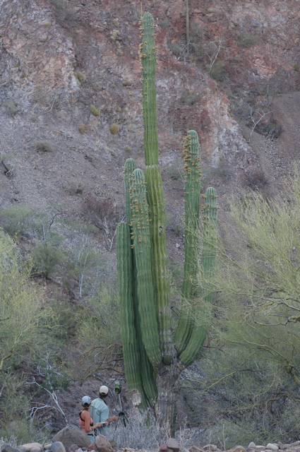 Cardon Cactus