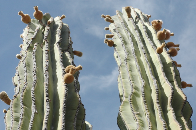 Buds, Bulbs, and Bobules