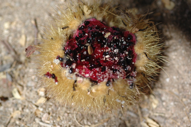 Cardon fruit