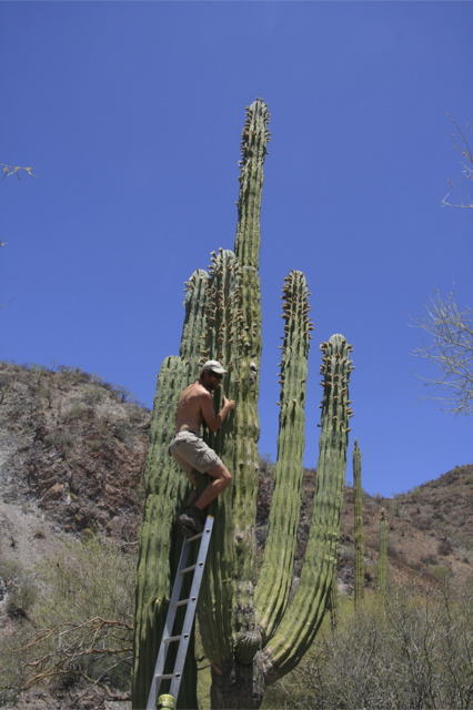 Cardon Climbing