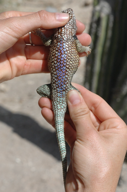 Sceloporus orcutti