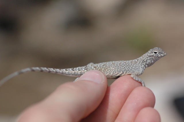 Callisaurus draconoides