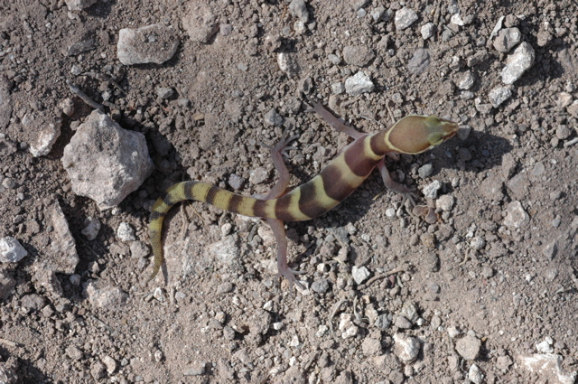 Terrestrial geckos