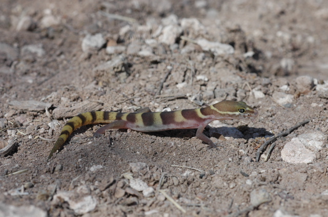 Gecko tongue