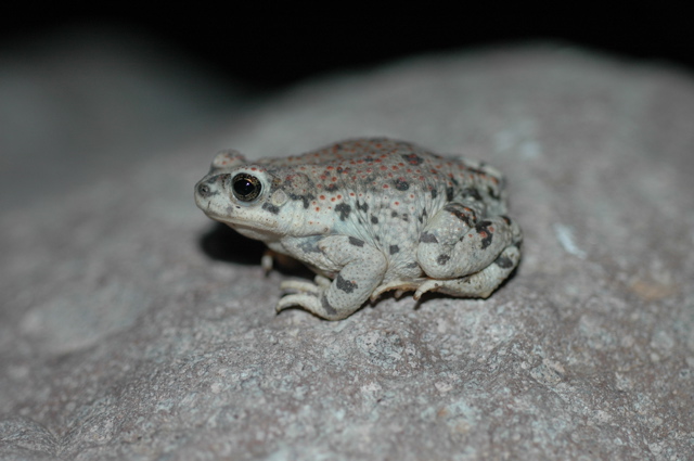 Bufo punctatus