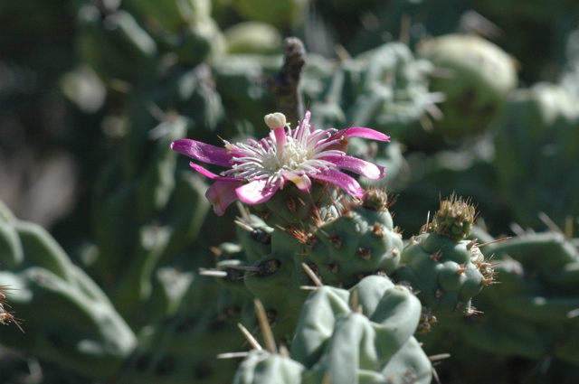 Cactus flower