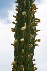 Cardon blossoms