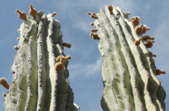 Buds, Bulbs, and Bobules