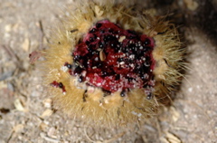 Cardon fruit