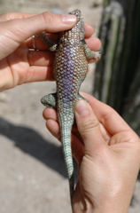 Sceloporus orcutti