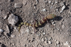 Terrestrial geckos