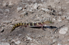 Gecko tongue