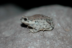 Bufo punctatus