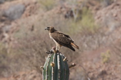 Red-tailed + dove