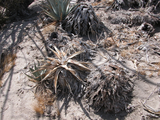 Agave