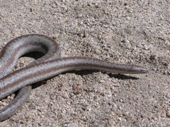 Rosy boa