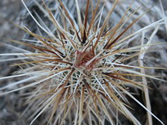 Colored cactus