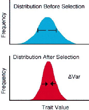 stabilizing selection example in animals